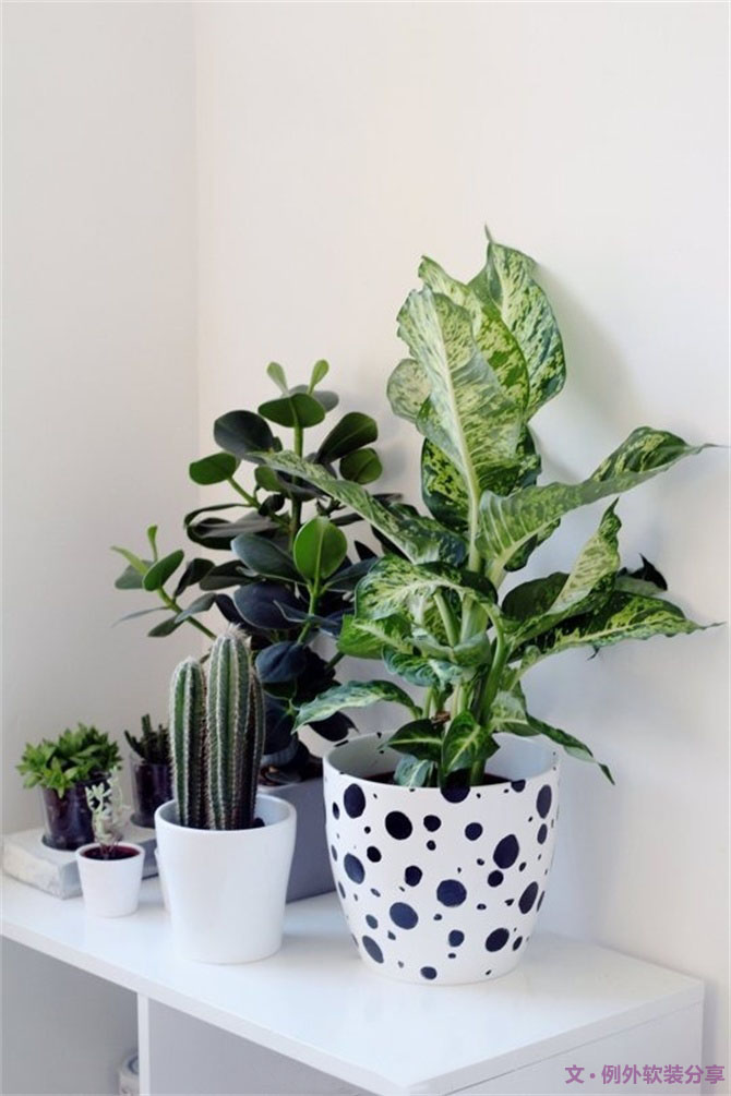 家里植物這樣擺，打造”另類“居室（一）-別墅設計,軟裝設計,室內(nèi)設計,豪宅設計,深圳例外軟裝設計公司